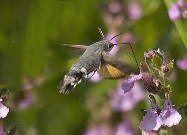 Macroglossum stellatarum - Sphingidae